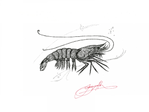  <strong>Prawn</strong>