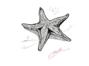  <strong>Starfish</strong>